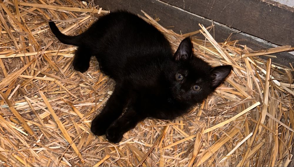 Oddam kotka w dobre ręce