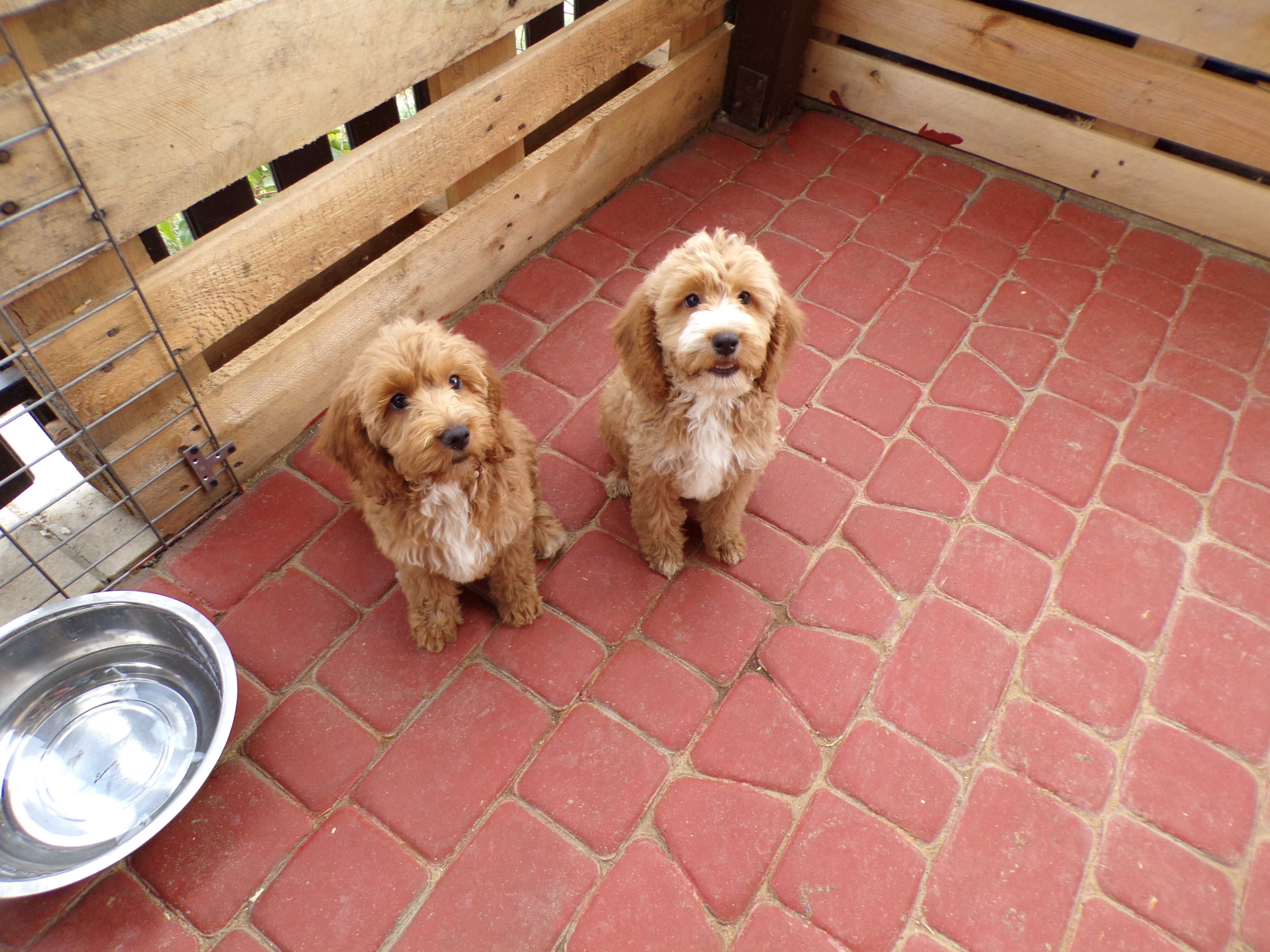 Cockapoo F1 , słodka, maleńka sunia karmelowa z białym