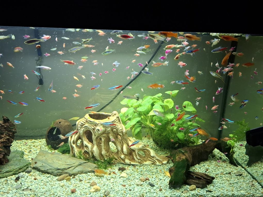 Tetra,danio i inne