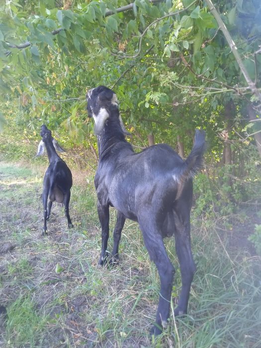 Парковка 100% Англо-Нубійський козлом.