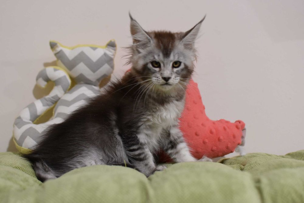 Kotka Maine Coon/Rodowód FPL