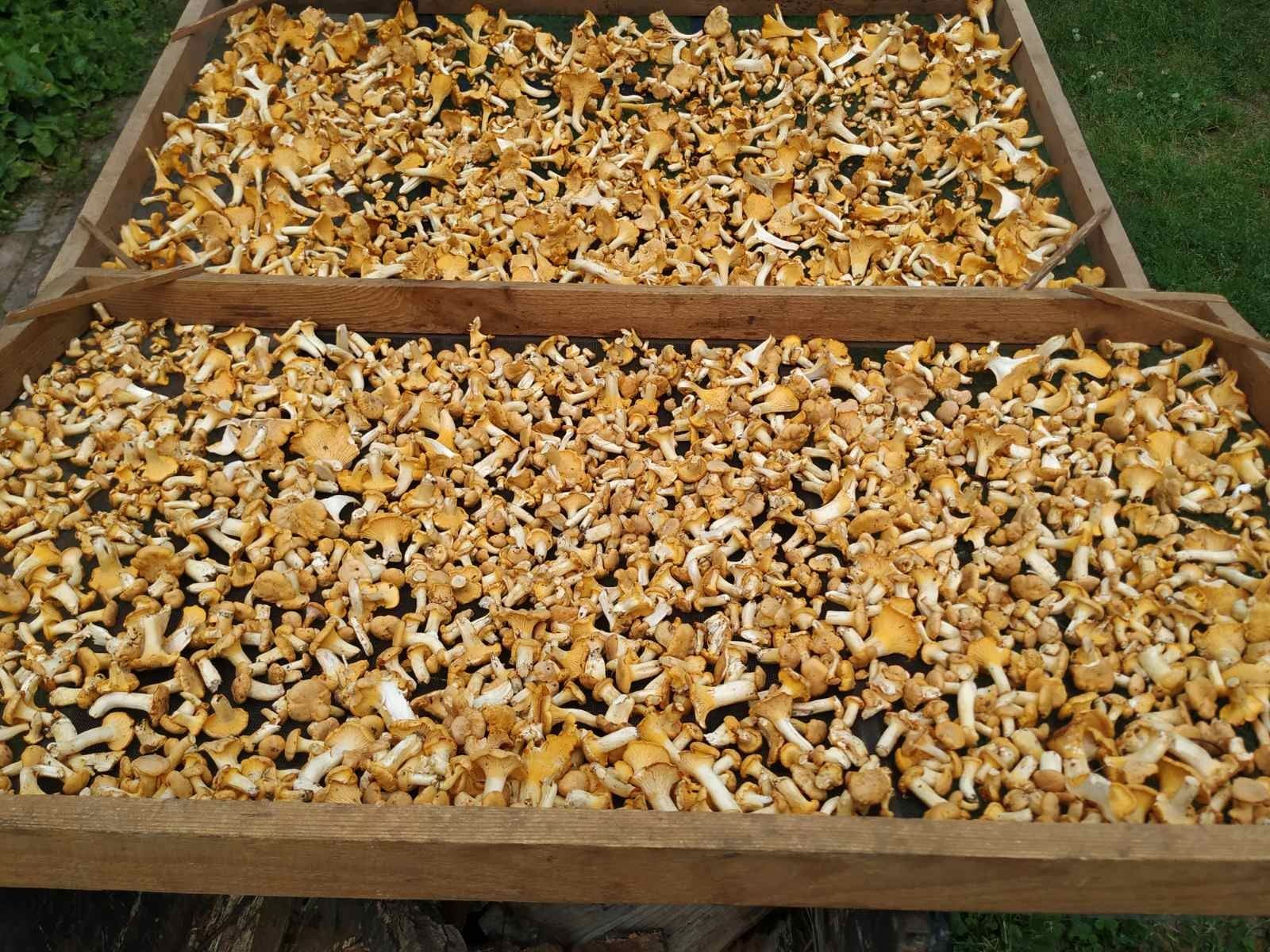 Гриби лисички сушені мариновані