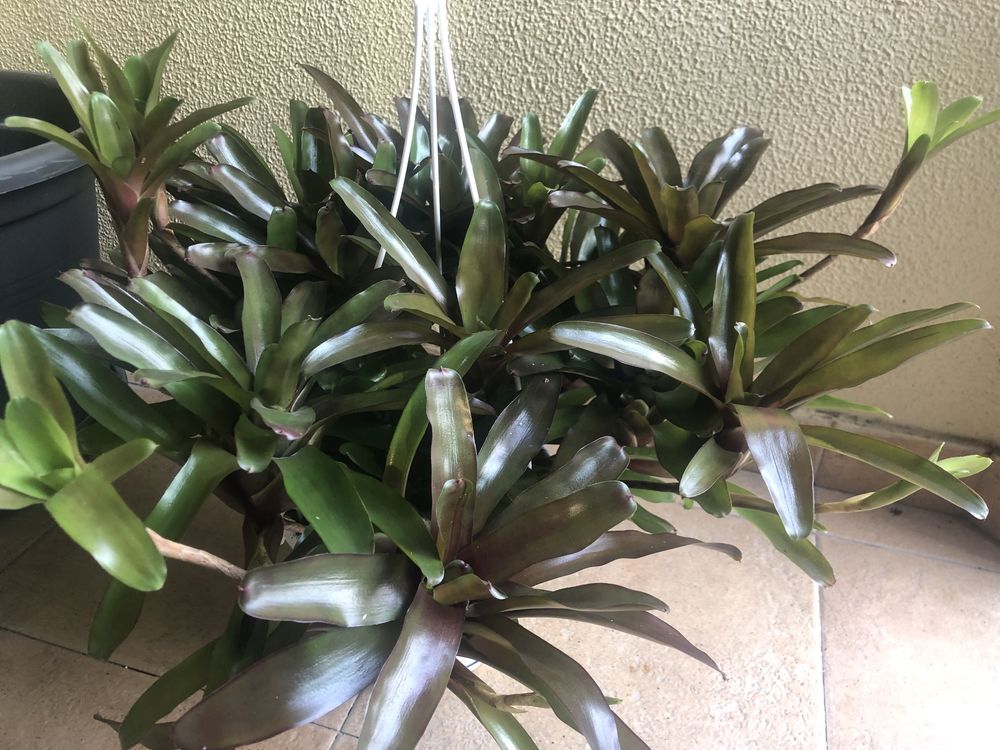 Bromelia fireball