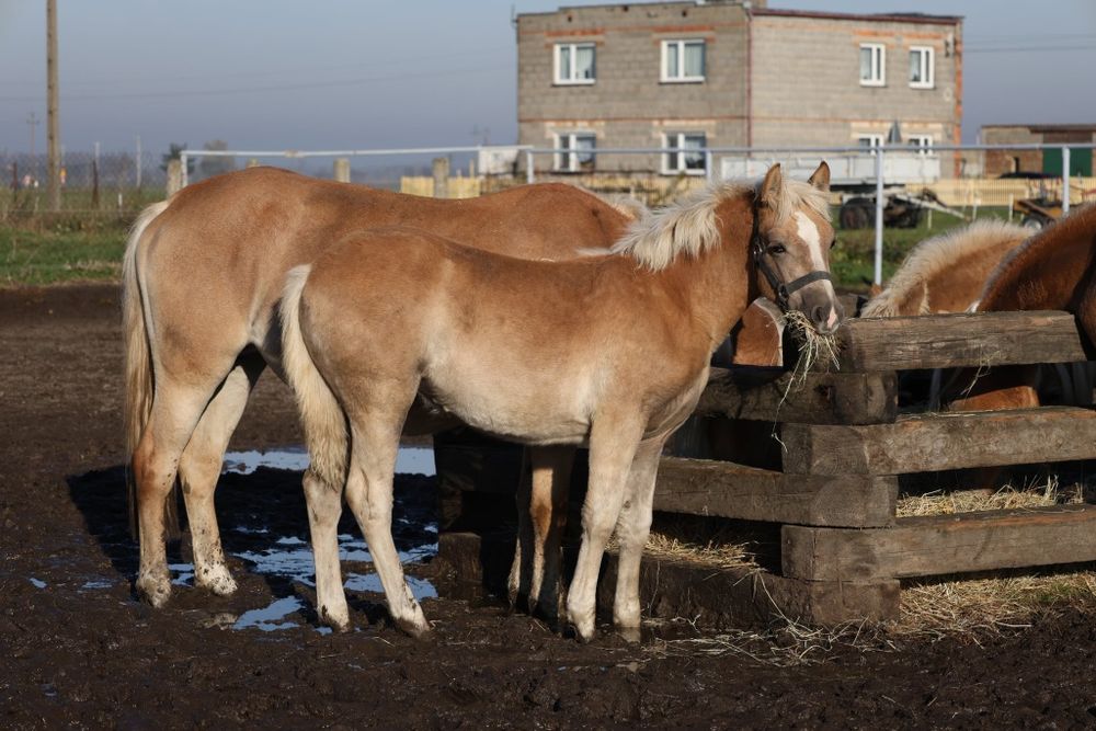 Klacz rasy haflinger