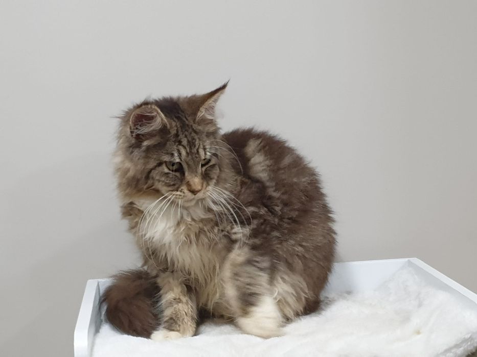 Maine coon fêmea  com Lop