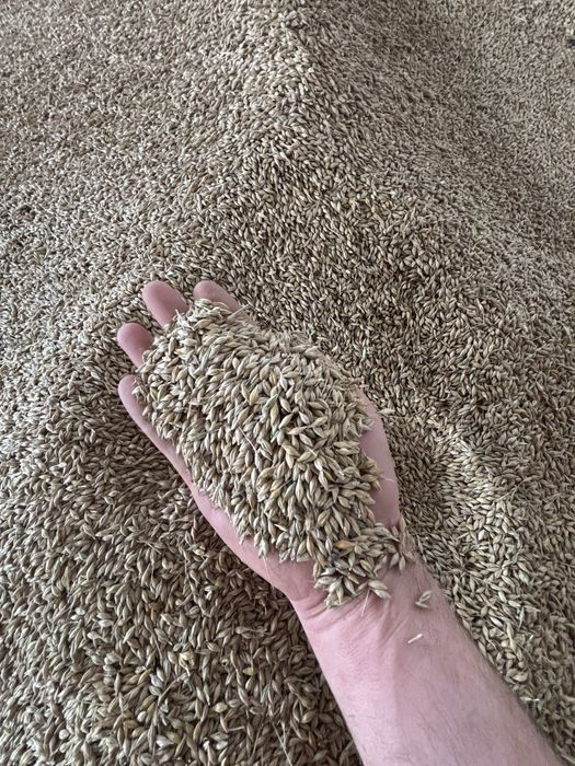 Sprzedam jęczmień ozimy Jakubus!