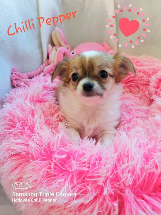 Miniaturowa długowłosa suczka chihuahua CUDO