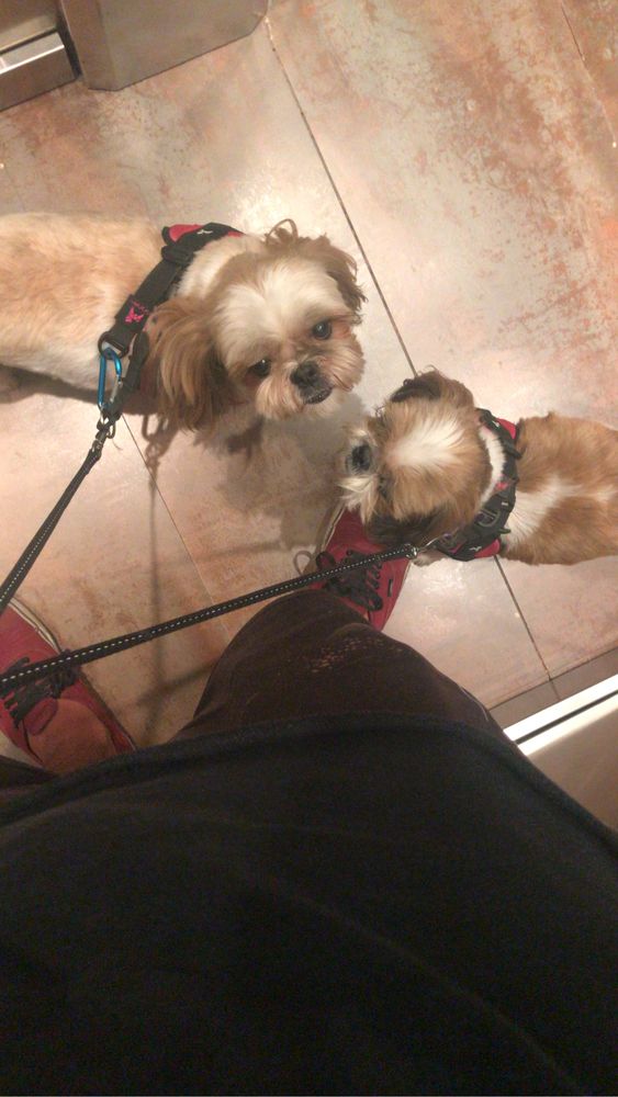 Dog Walking - Passeio com seu Cao - Dog Sitting