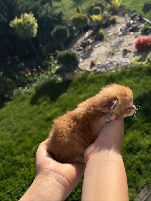 Золота британська шиншила кошеня котик кішечка