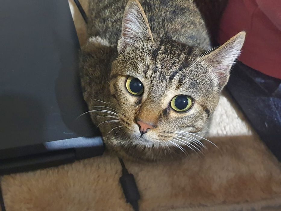 Малышка в поиске семьи