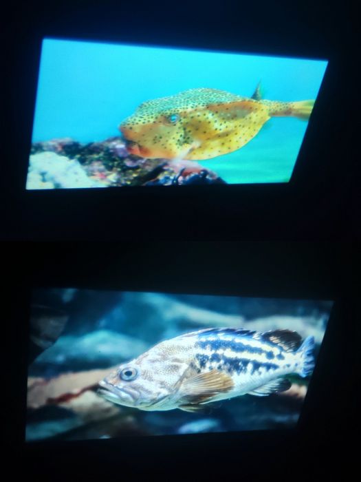 Смарт телевизор на потолке. Смарт проэктор 4К на андроиде 11. Гарантия