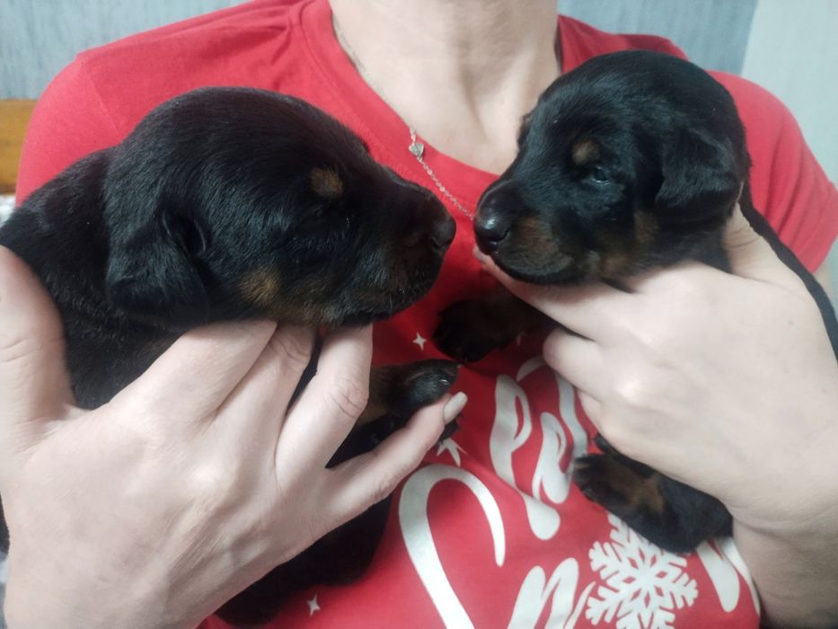 Продаж цуценят добермана