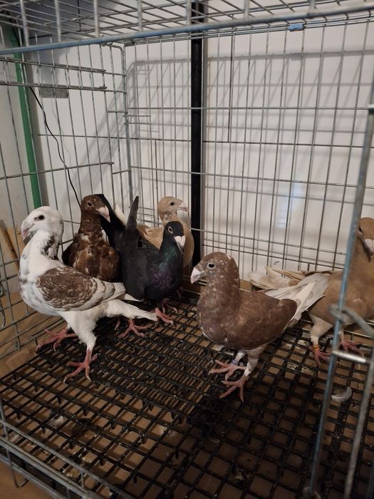 Gołebie Rzeszowskie