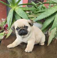 Pug carlin com Lop