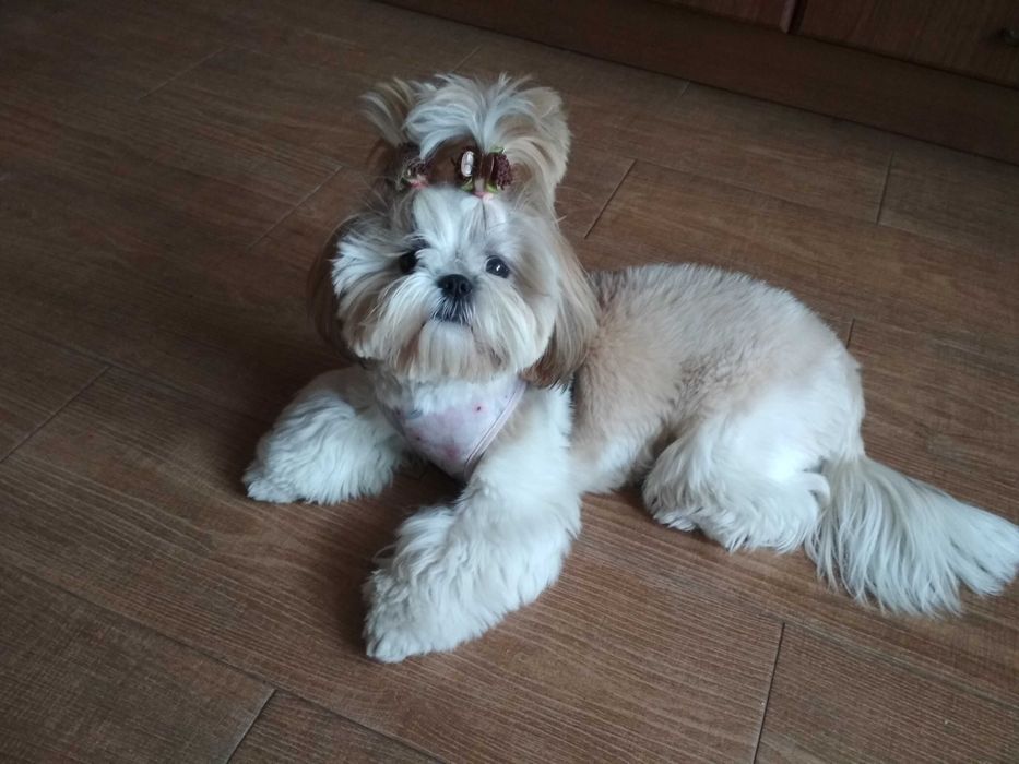 Перетримка тварин