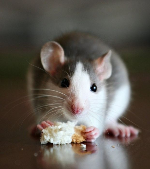 Щурики породи Хаскі.