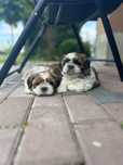 shih tzu.        .