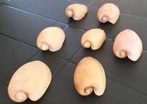 Búzios Pata de Burro.