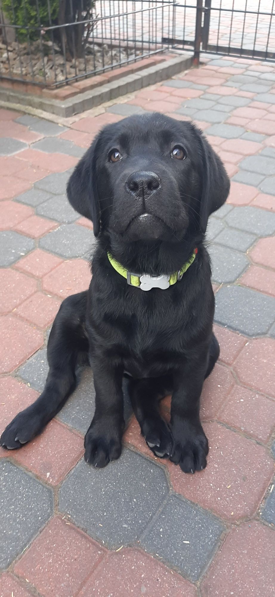 Labrador Retriever FCI