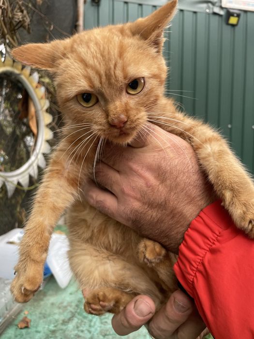 Рыжее счастье!!! Большая редкость рыжая девочка которая живет на улице