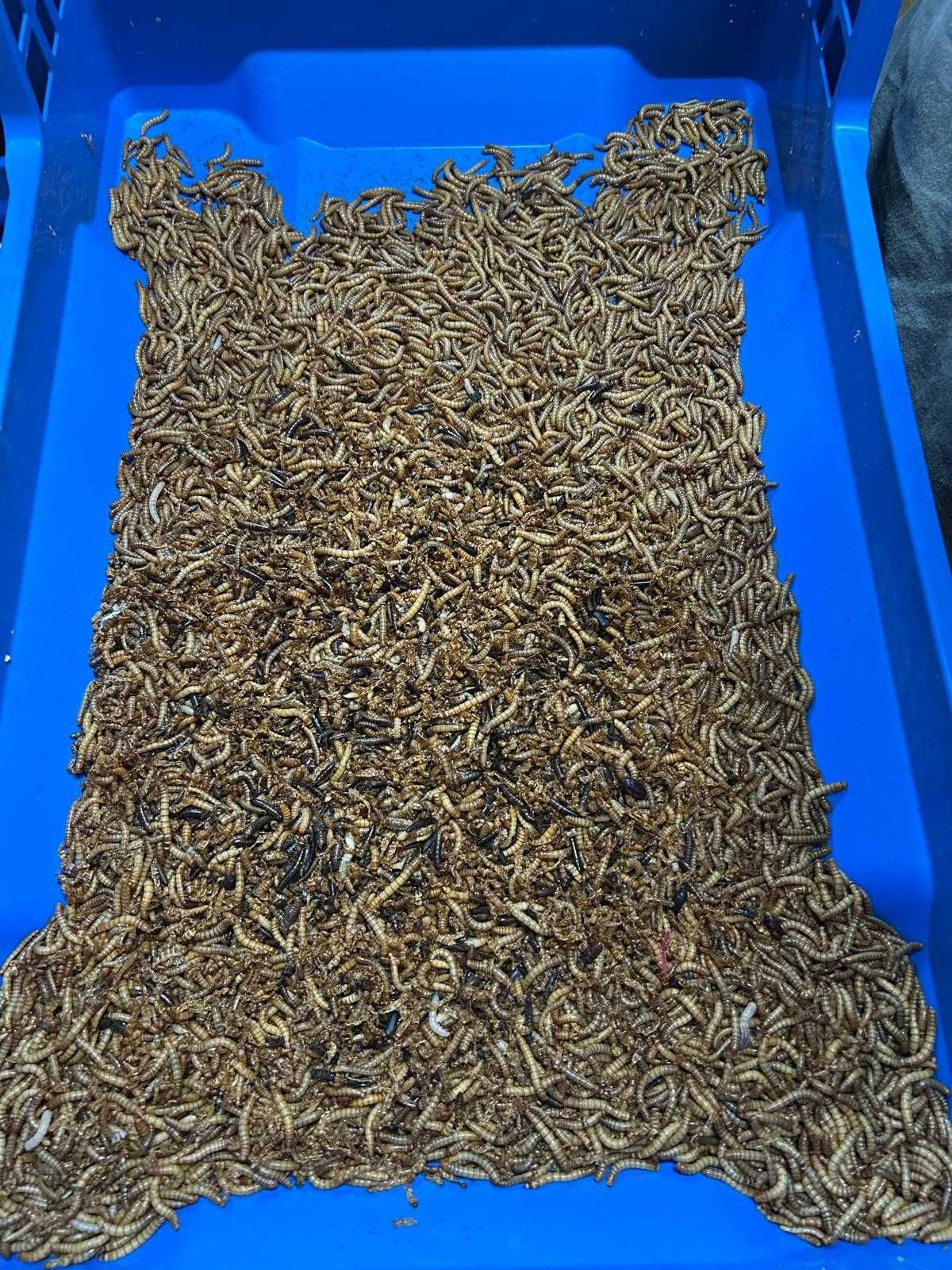 Larvas  da Farinha, Tenebrio, Trela de Refugo