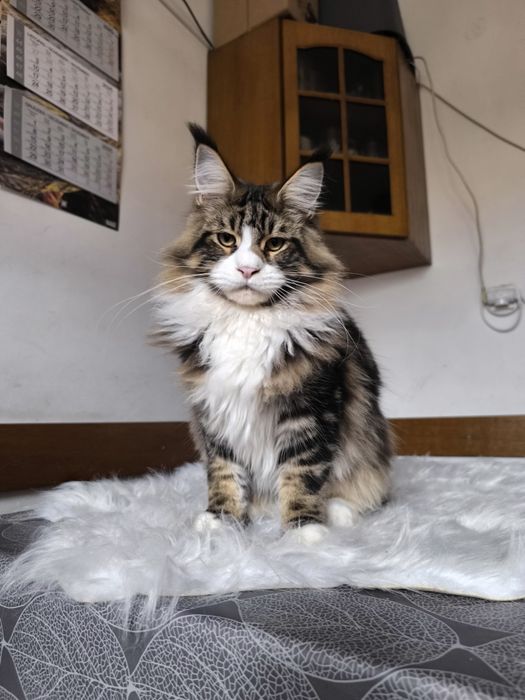 Monte piękny duży kocurek