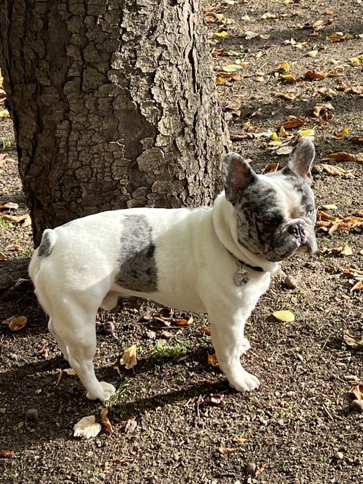 французский бульдог вязка