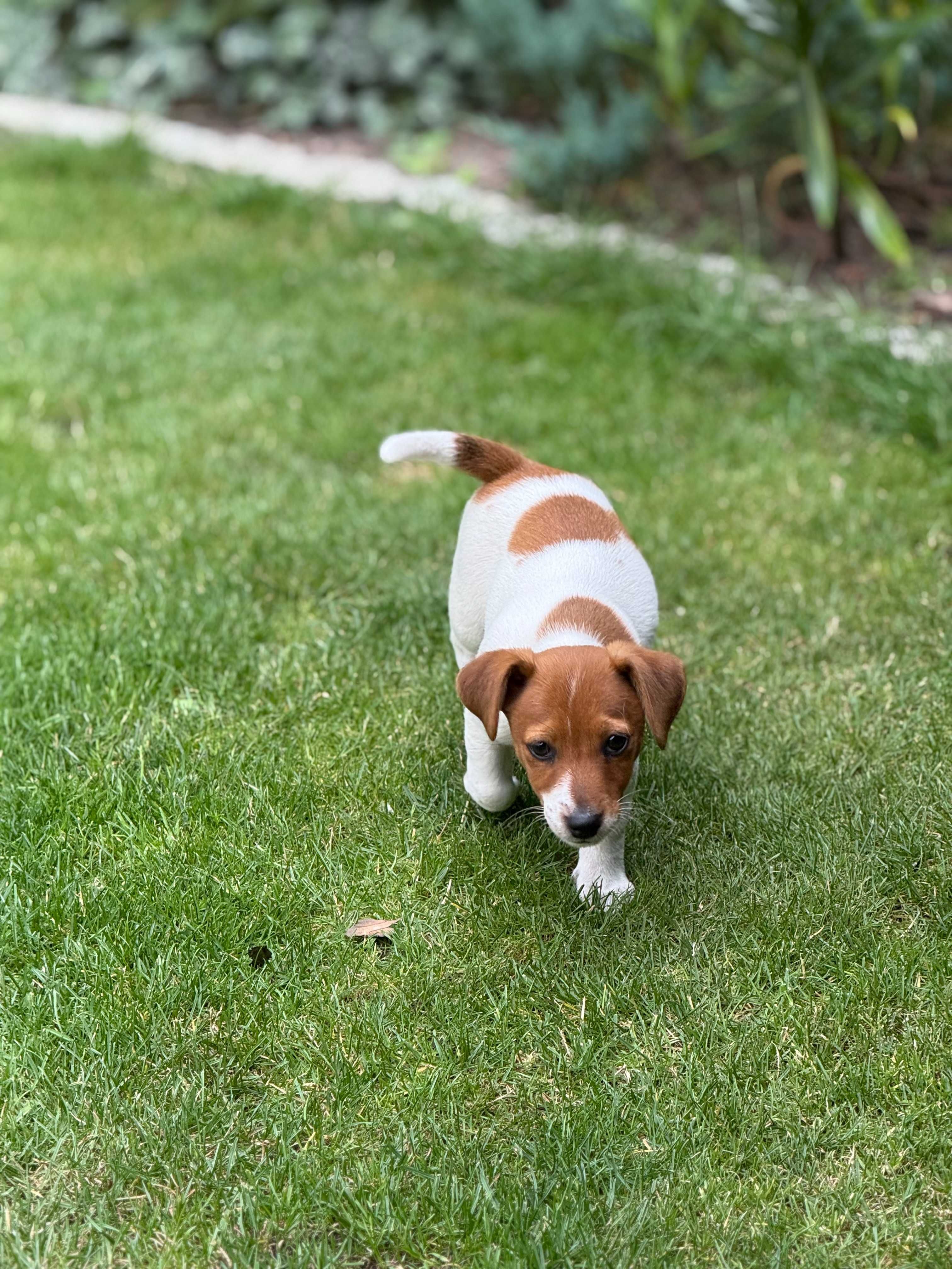 Jack Russell Terrier piesek od # Smartie Jacks# pure breed MALE Jack