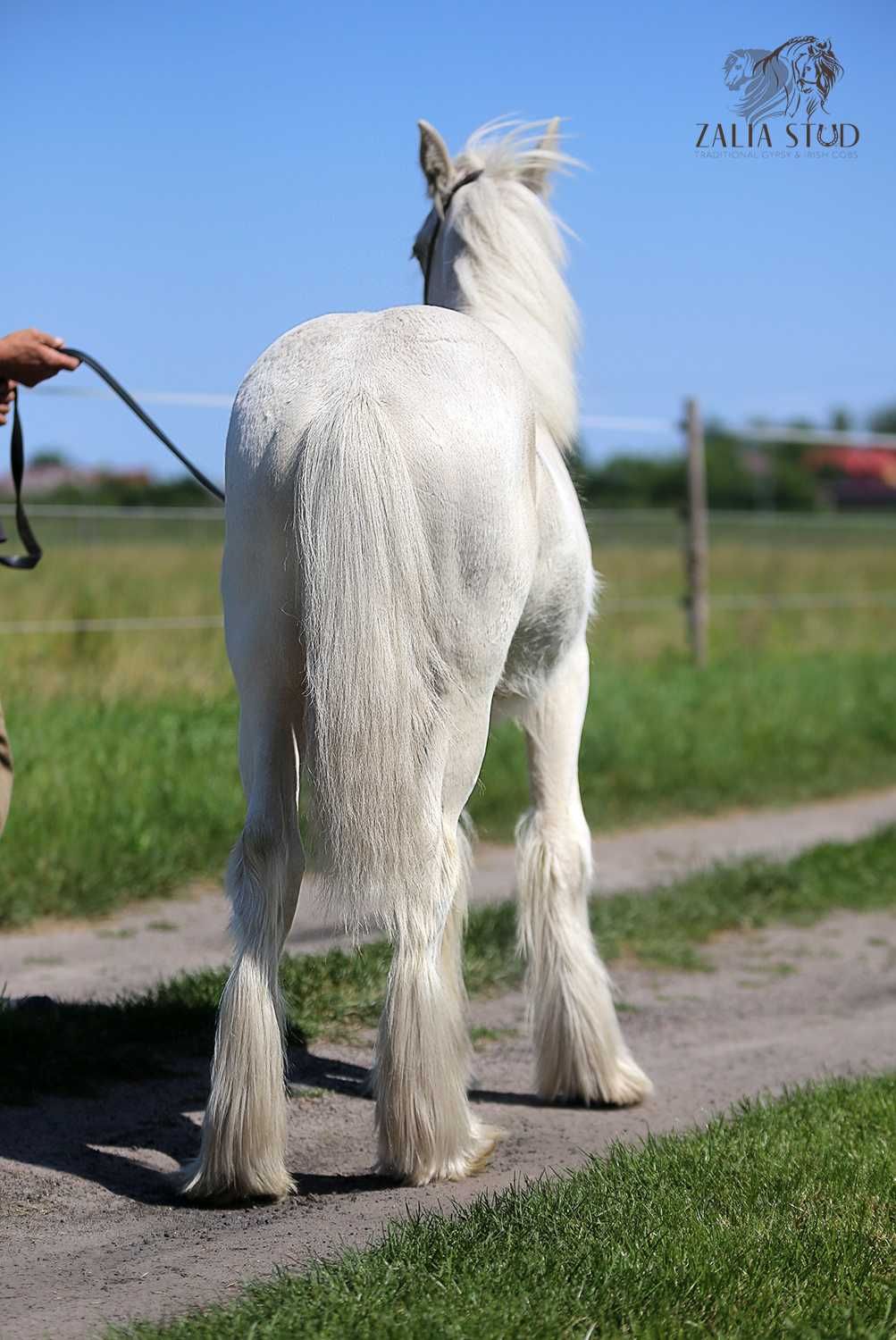 Egzotyczny Gypsy cob- tinker