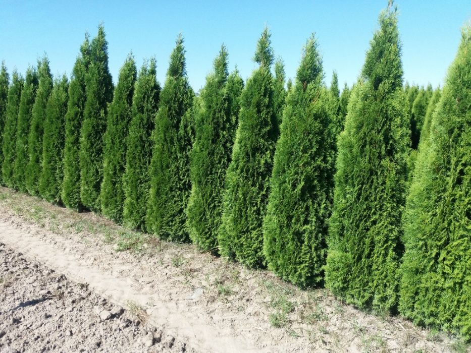 Tuja Szmaragd 240-260 cm mazowieckie