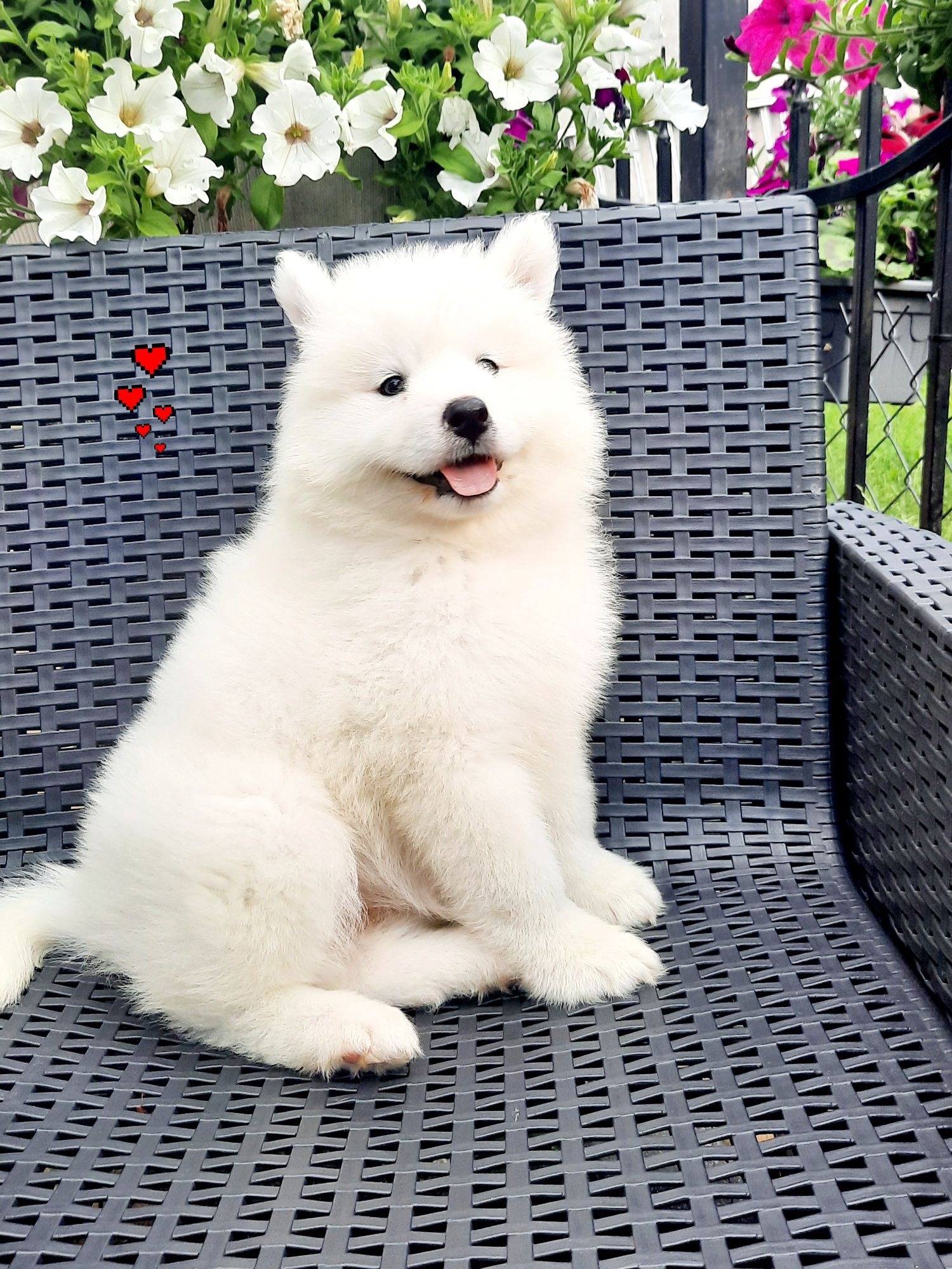 Samoyed typ misia chłopiec