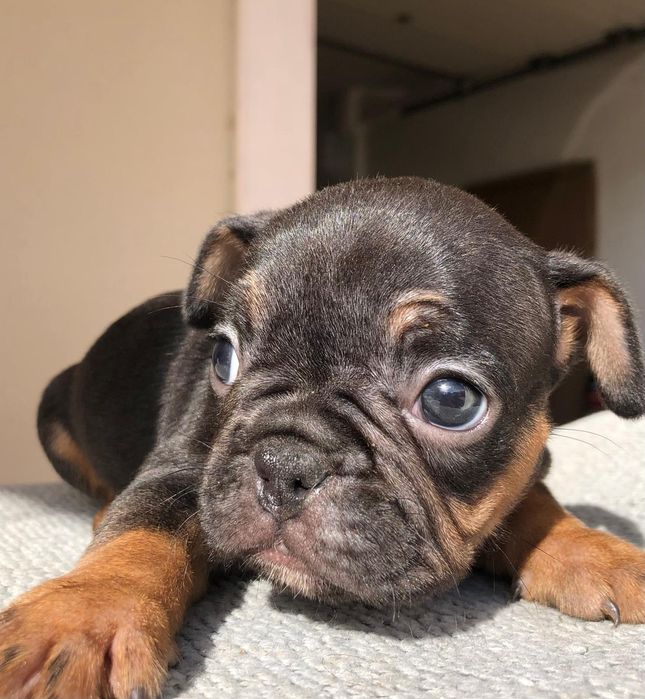 Bulldog francês fêmea excelente