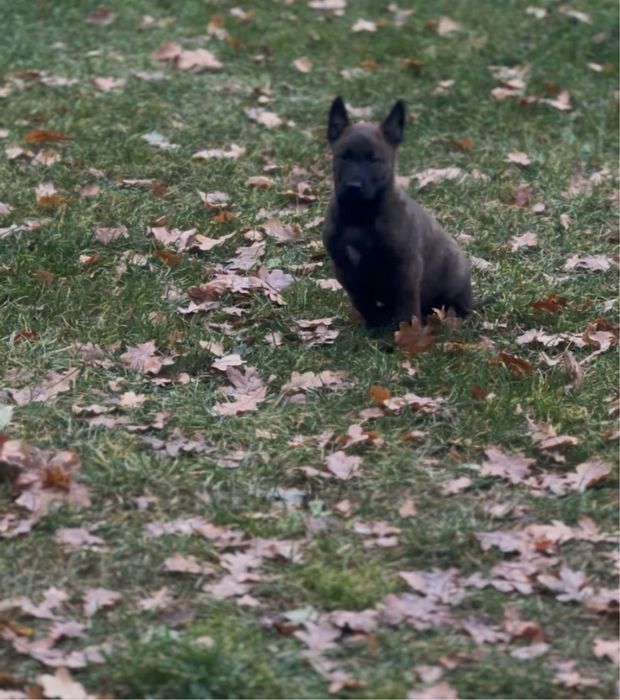 Owczarek belgijski malinois