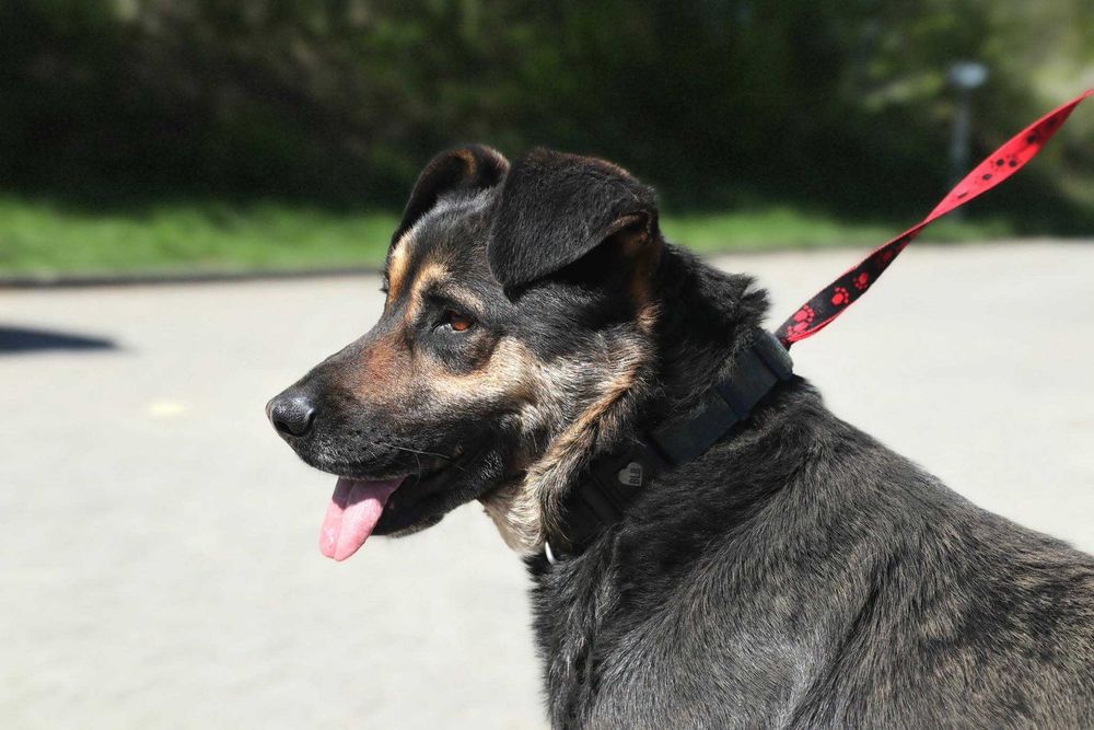 2 letni Borysek do adopcji