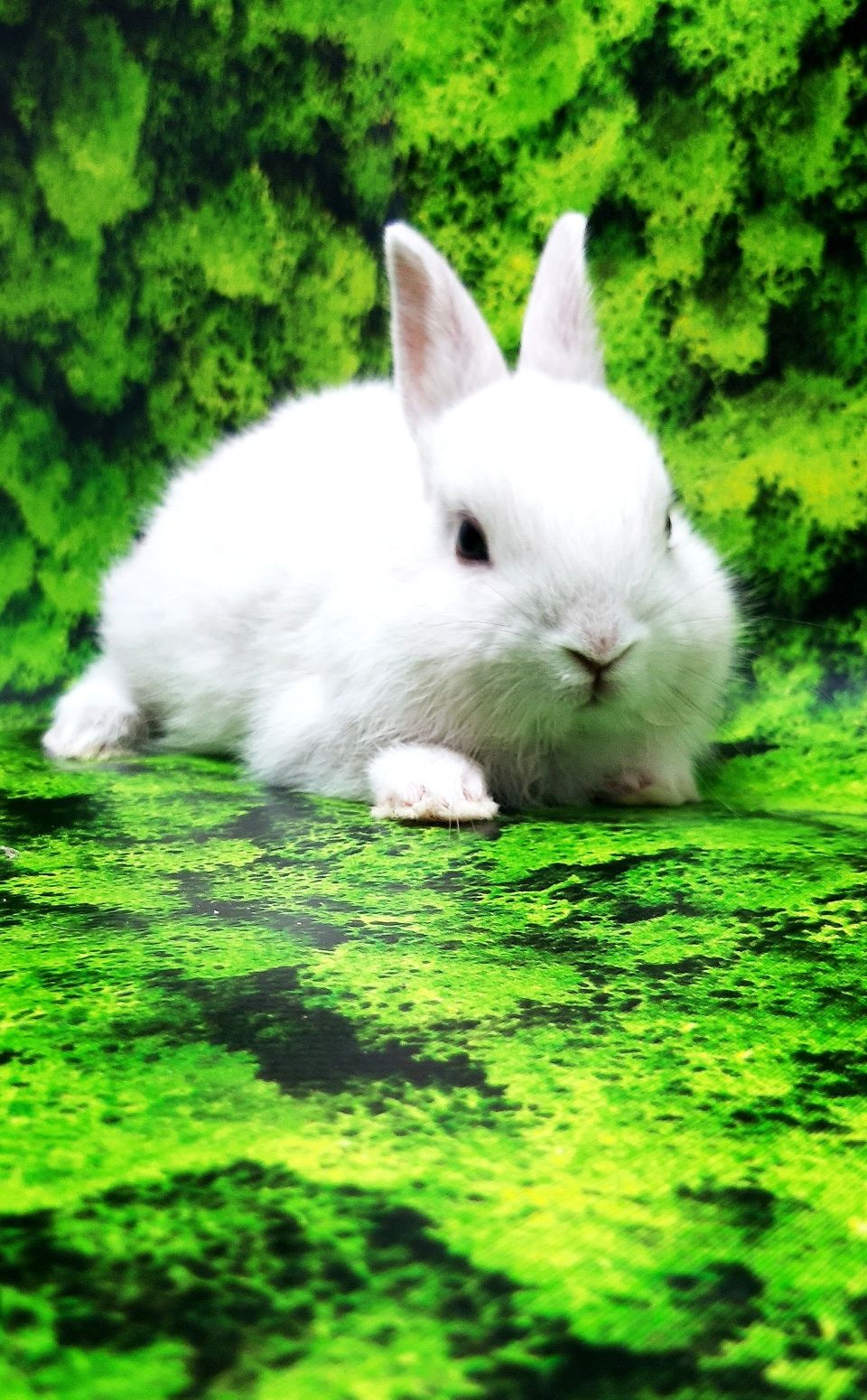 Карликовые мини кролики торчеухие и вислоухие крольчата и клетки