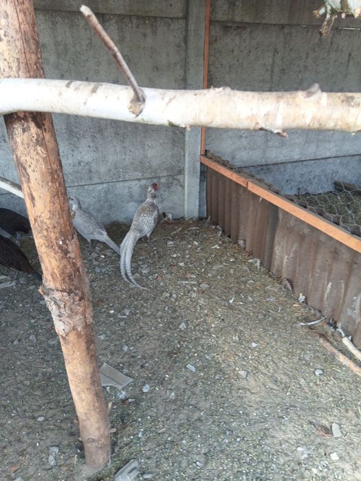 Bażanty złote królewskie