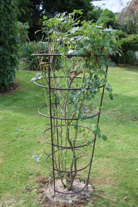 Stalowy klosz podpora na róże/kwiaty