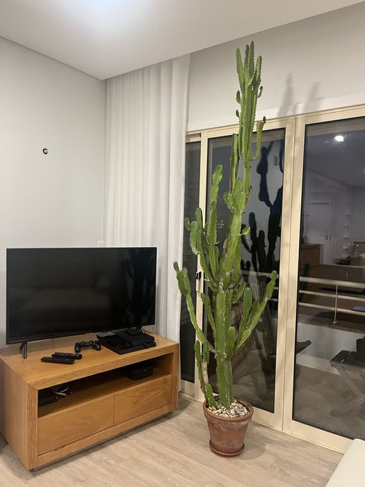 Cacto de interior 2mts altura