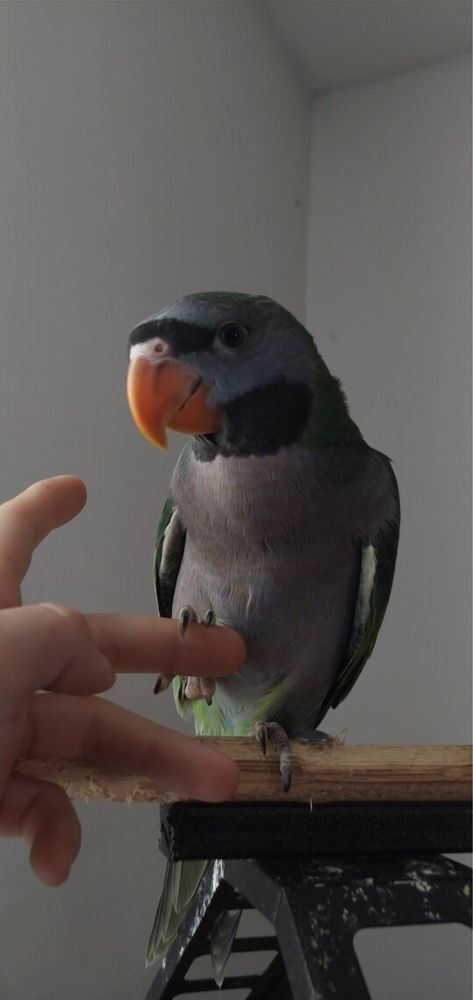 Китайские кольчатые попугаи говорящие вид попугае