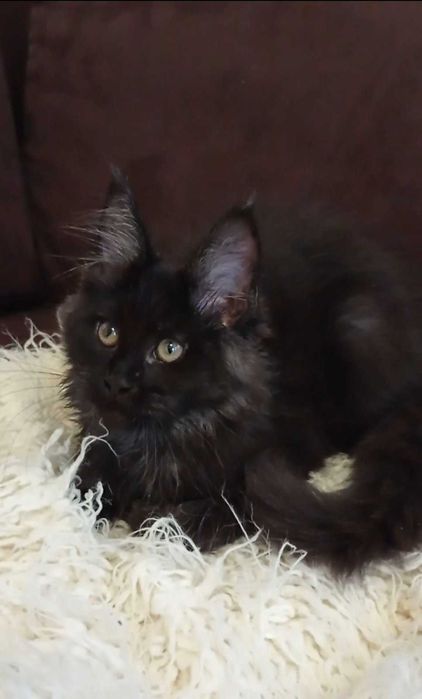 Черный дым Мейн кун девочка по имени Джада