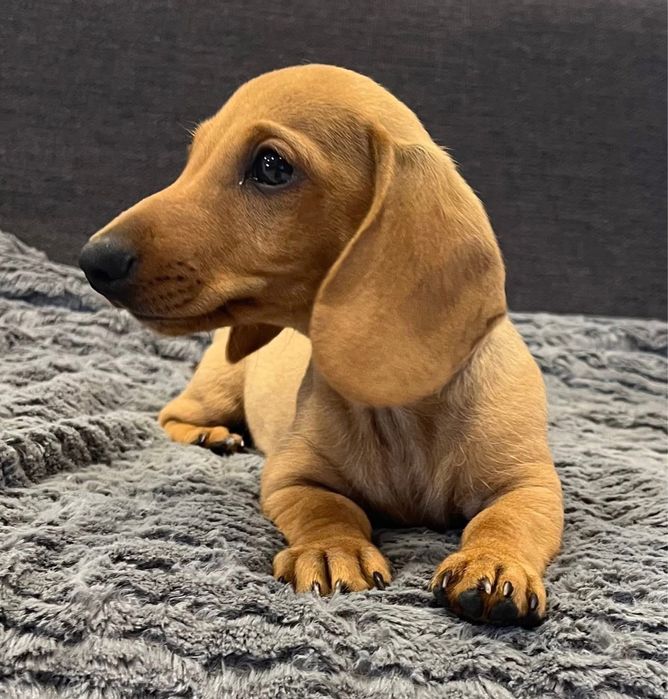 Teckel Femea miniatura !!