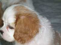 suczka cavalier king spaniel