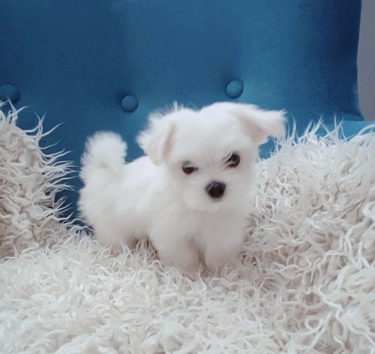 Piesek xxs maltańczyk * rodowód*czip