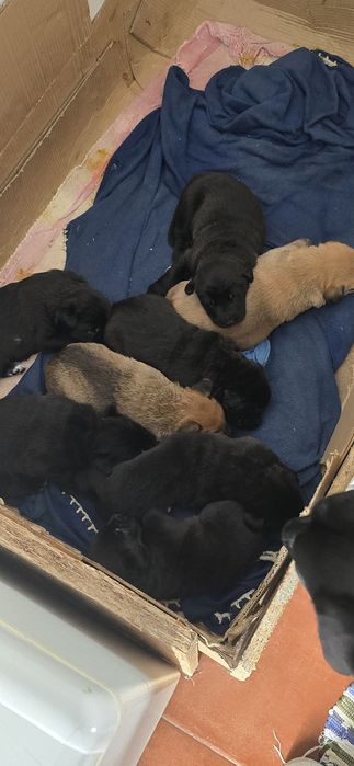 Filhotes arraçados de Labrador