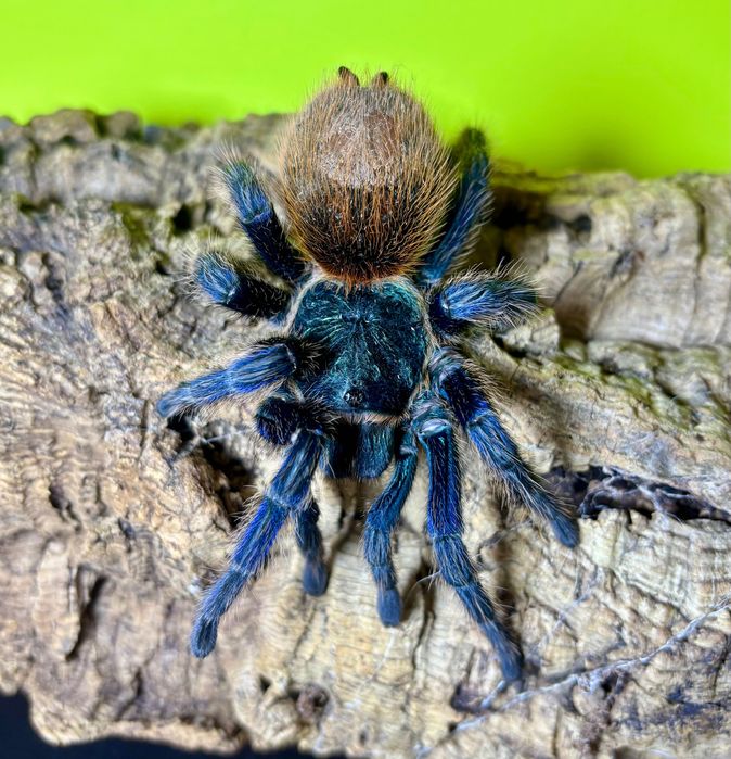 Chromatopelma cyaneopubescens dorosła samica 6DC ADULT
