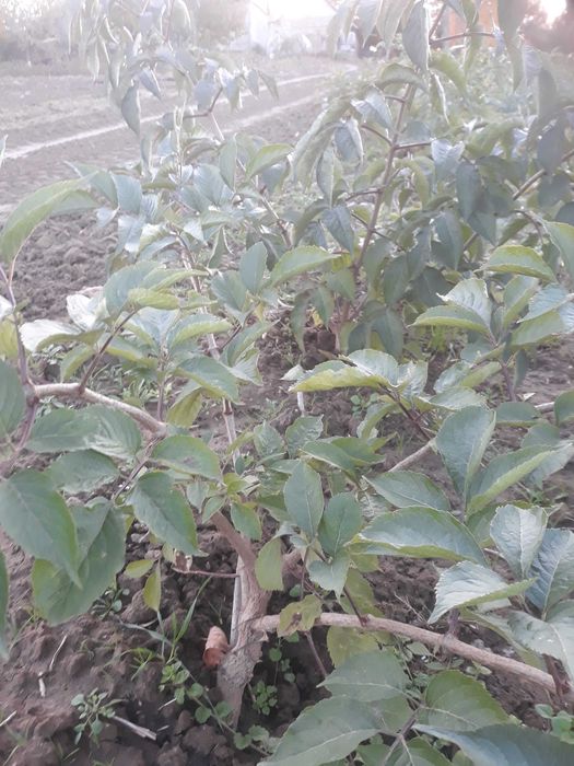 Czarny bez Sampo Haschberg