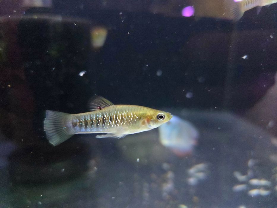 Limia nigrofasciata (limia pręgowana)