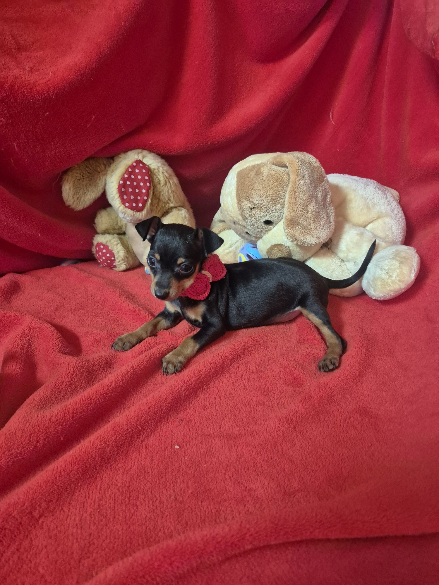 Pinscher  Macho Miniatura Criadora Registada PT 3088 FL