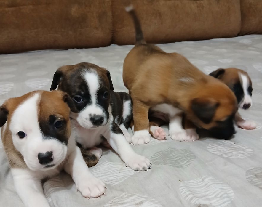 Метиси Стафа і Пітбульки