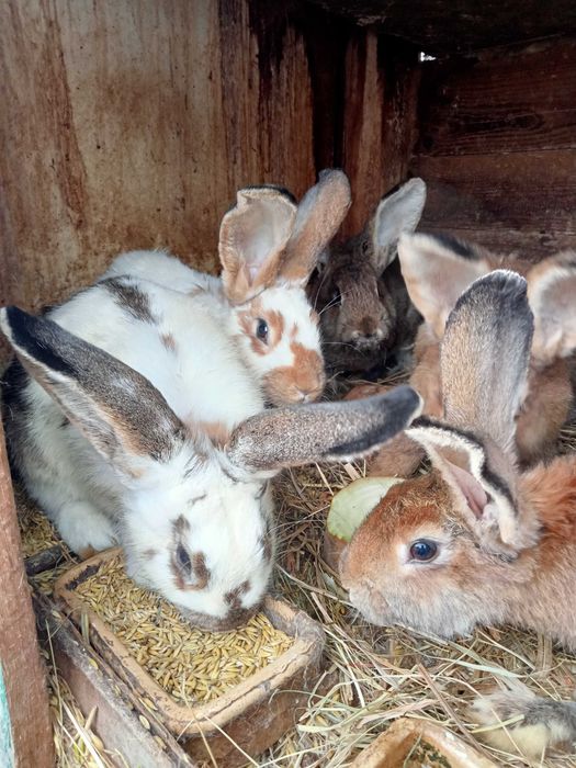 Króliki roczne samce i samice